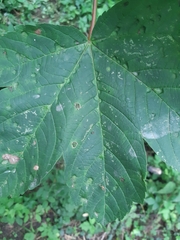 Aceria pseudoplatani