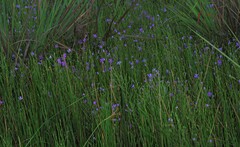 Noterophila bivalvis