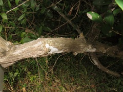 Tricalysia sonderiana