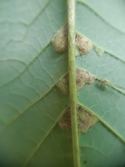 Aceria pseudoplatani
