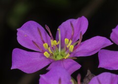 Noterophila bivalvis