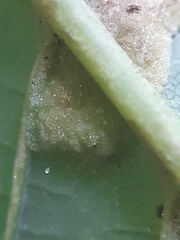 Aceria pseudoplatani