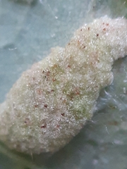 Aceria pseudoplatani