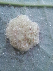 Aceria pseudoplatani