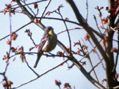 Setophaga kirtlandii