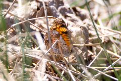 Phyciodes tharos orantain