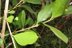 Tricalysia sonderiana