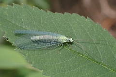Chrysopa chi
