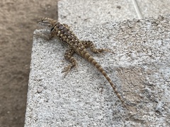 Sceloporus bimaculosus