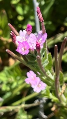 Epilobium ciliatum watsonii