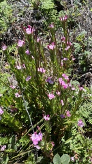 Epilobium ciliatum watsonii
