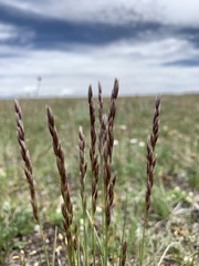Festuca hallii