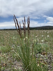Festuca hallii