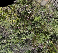 Epilobium ciliatum watsonii