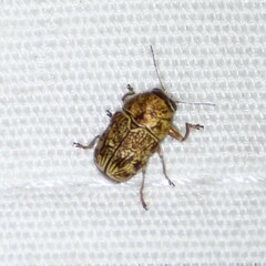 Pachybrachis turbidus