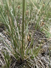 Festuca hallii