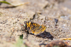 Phyciodes tharos orantain