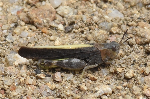 Speckle-winged Rangeland Grasshopper