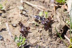 Exoprosopa caliptera