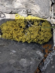 Vulpicida juniperinus