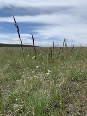 Festuca hallii