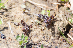 Exoprosopa caliptera