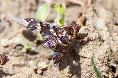 Exoprosopa caliptera