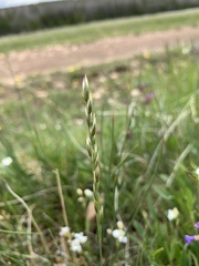 Festuca hallii