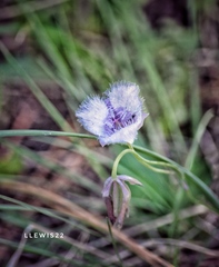 Calochortus elegans