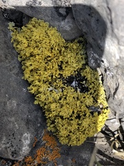 Vulpicida juniperinus