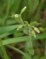 Cerastium nutans
