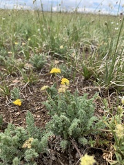 Oreoxis alpina
