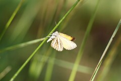 Isturgia limbaria