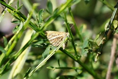 Isturgia limbaria