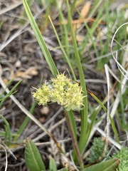 Oreoxis alpina