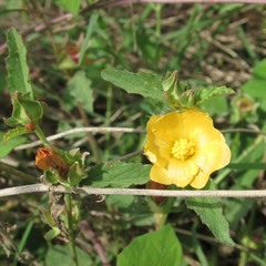 Malvastrum aurantiacum