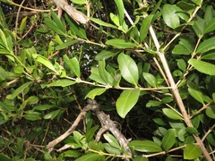 Tricalysia sonderiana