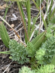 Oreoxis alpina