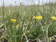 Oreoxis alpina