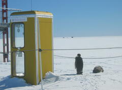 Aptenodytes forsteri