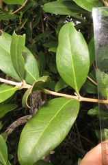 Tricalysia sonderiana
