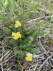 Oreoxis alpina
