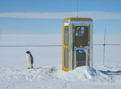 Aptenodytes forsteri