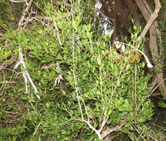 Tricalysia sonderiana