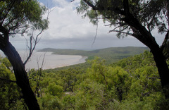 Eucalyptus drepanophylla