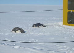 Aptenodytes forsteri