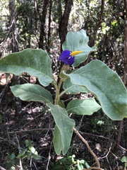 Solanum lycocarpum
