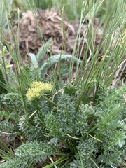 Oreoxis alpina
