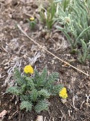 Oreoxis alpina