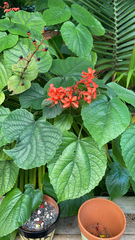 Clerodendrum speciosissimum